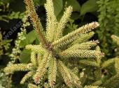 Picea mariana 'Aurea' 